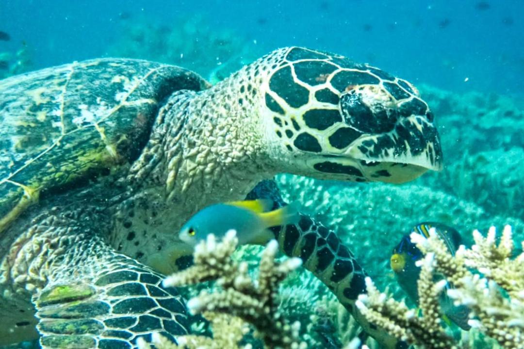 Photo of Others in Pulau Pef