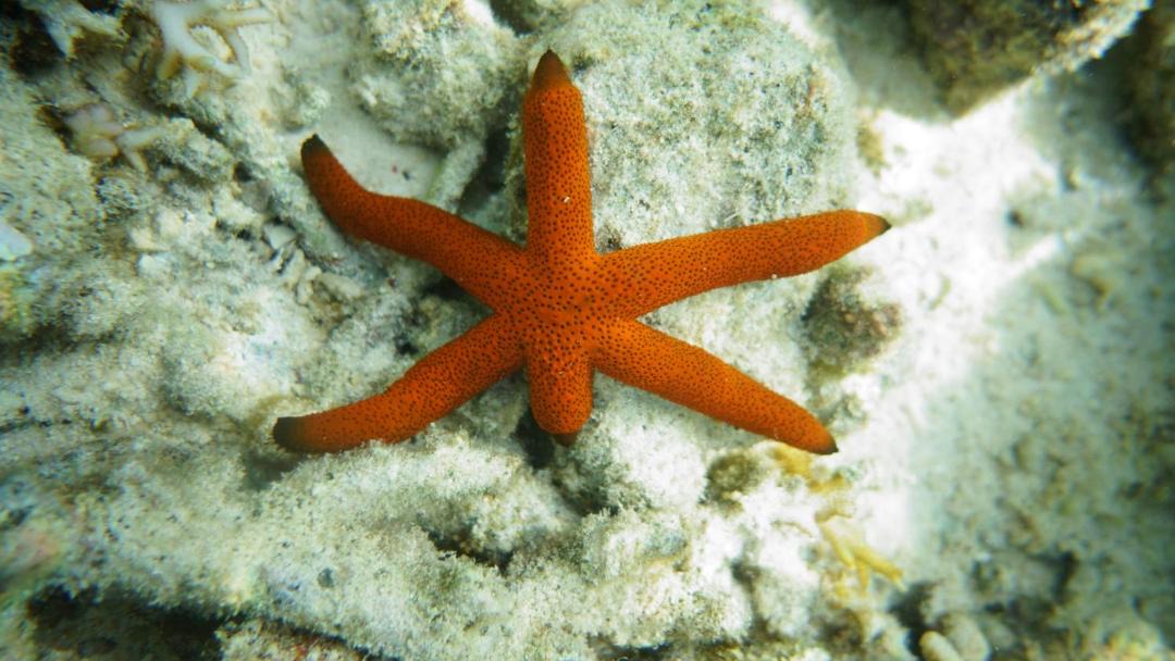 Photo of Others in Pulau Pef