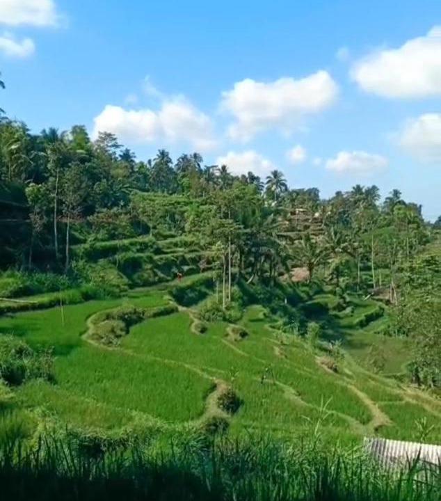 Photo of Others in Tetebatu