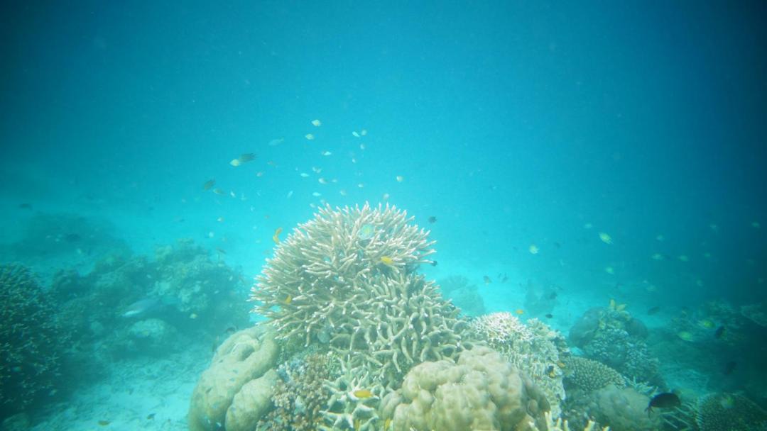Photo of Others in Raja Ampat
