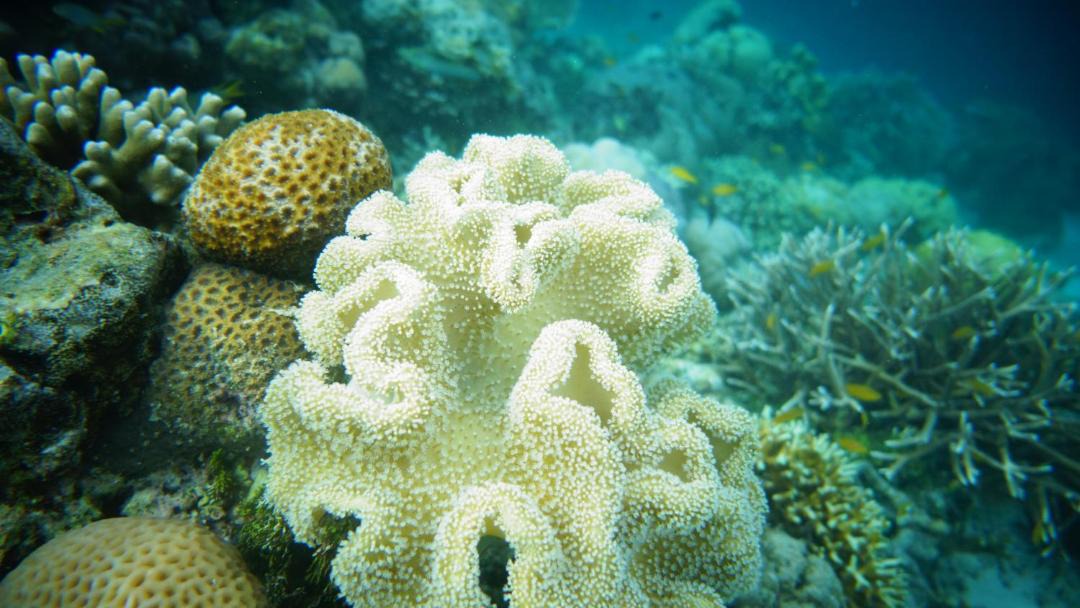 Photo of Others in Raja Ampat