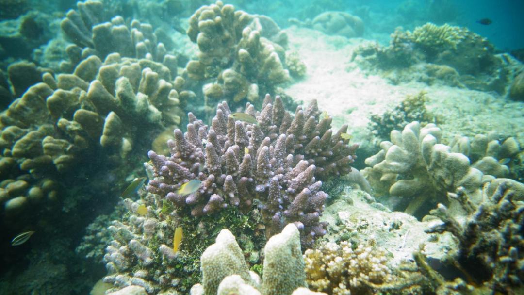 Photo of Others in Raja Ampat