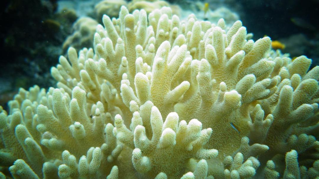 Photo of Others in Raja Ampat