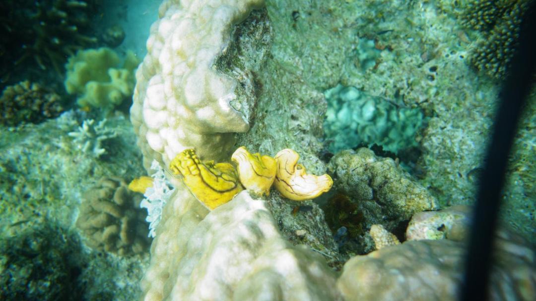Photo of Others in Raja Ampat