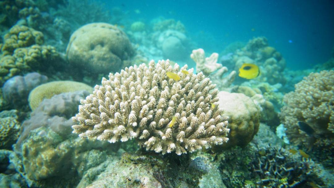 Photo of Others in Raja Ampat