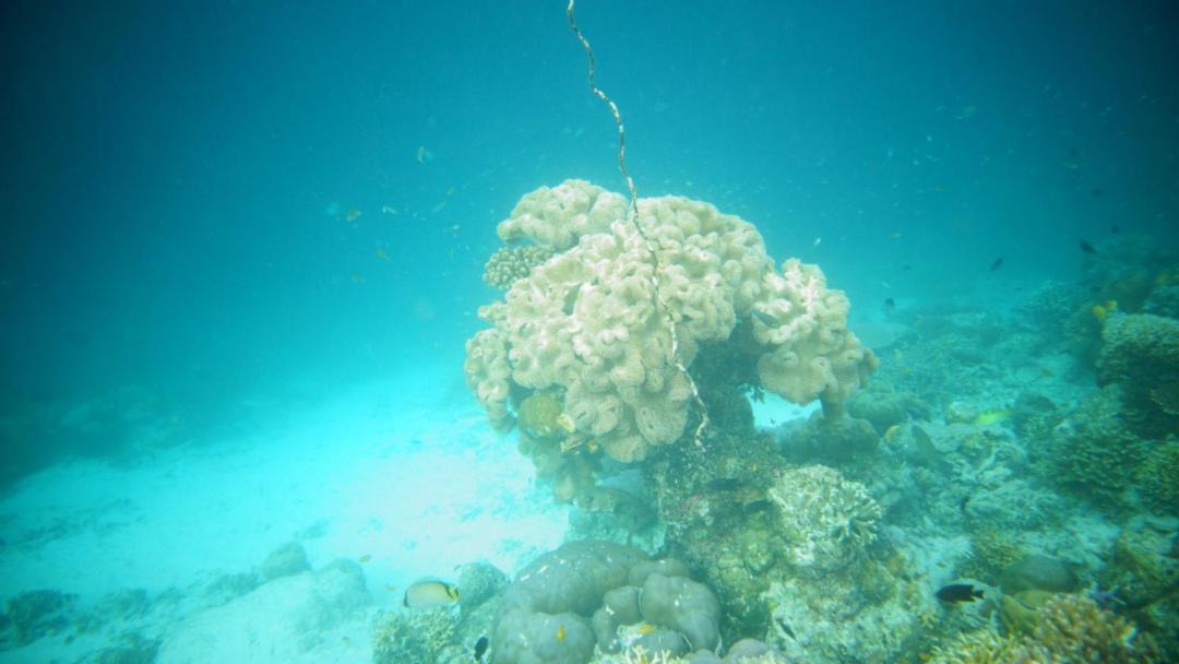 Photo of Others in Raja Ampat