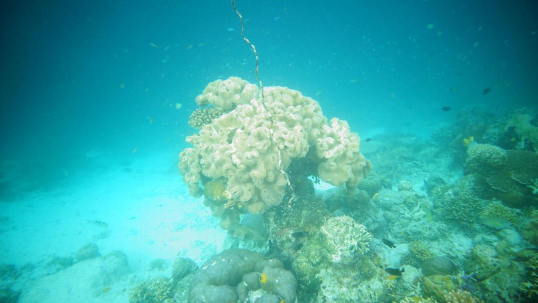 Photo of Others in Raja Ampat