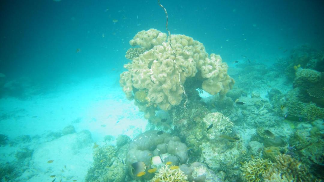 Photo of Others in Raja Ampat