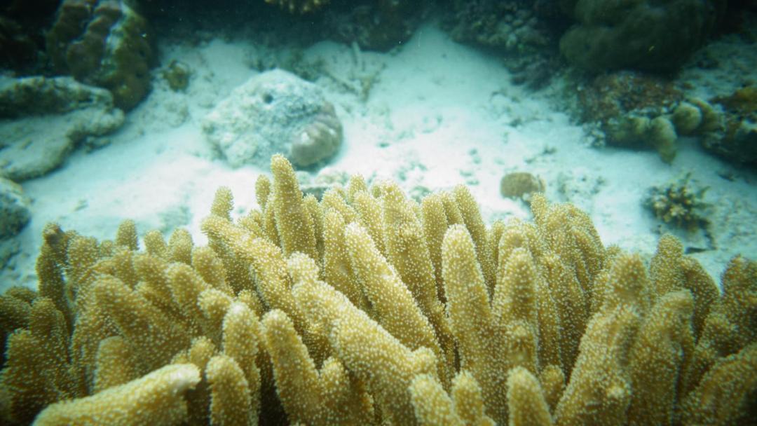 Photo of Others in Raja Ampat