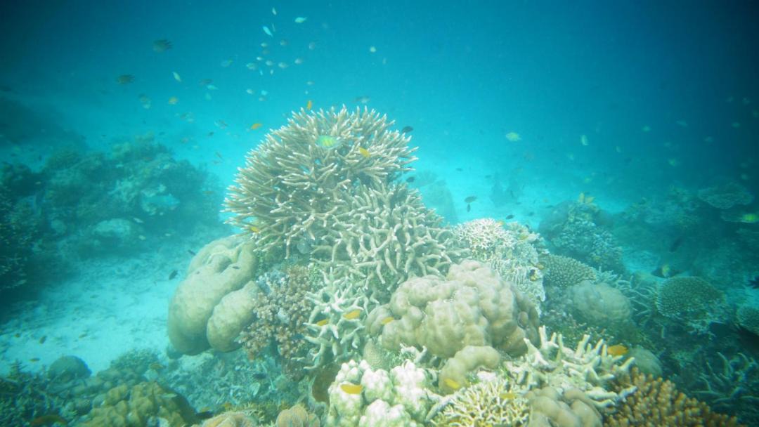 Photo of Others in Raja Ampat