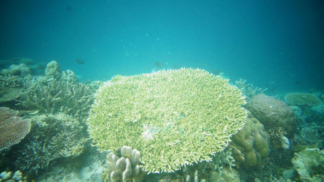Photo of Others in Raja Ampat