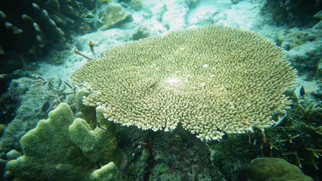 Photo of Others in Raja Ampat