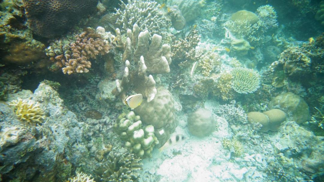 Photo of Others in Raja Ampat