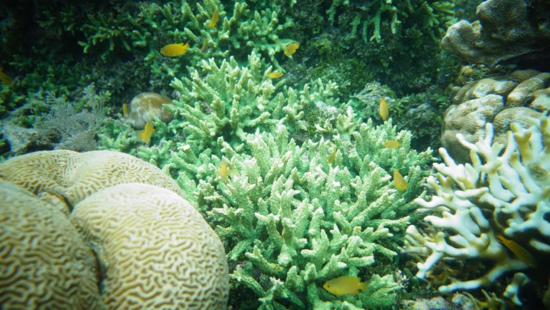 Photo of Others in Raja Ampat