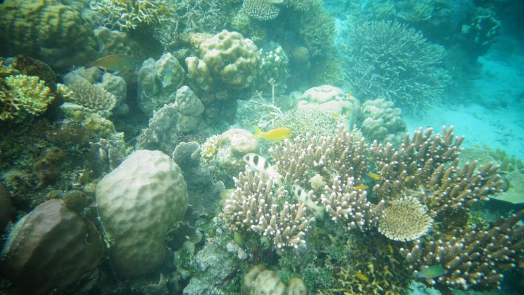 Photo of Others in Raja Ampat