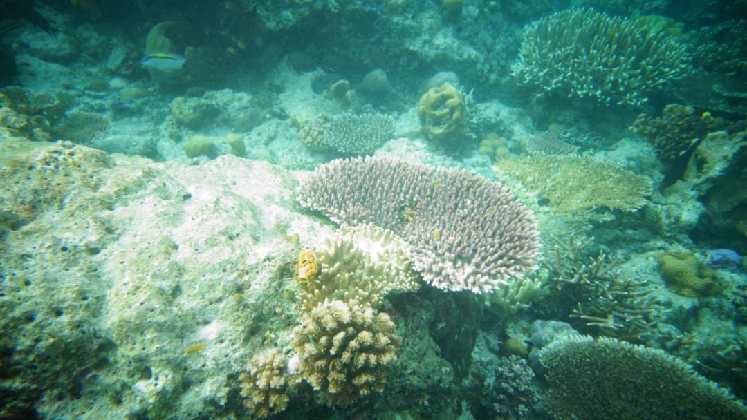 Photo of Others in Raja Ampat