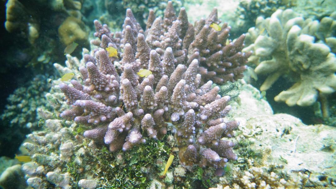 Photo of Others in Raja Ampat
