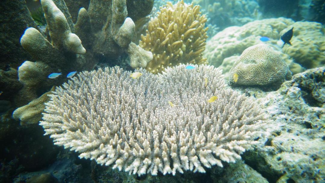 Photo of Others in Raja Ampat