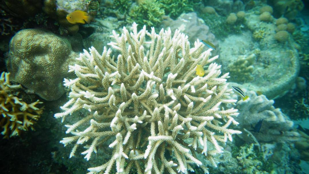Photo of Others in Raja Ampat