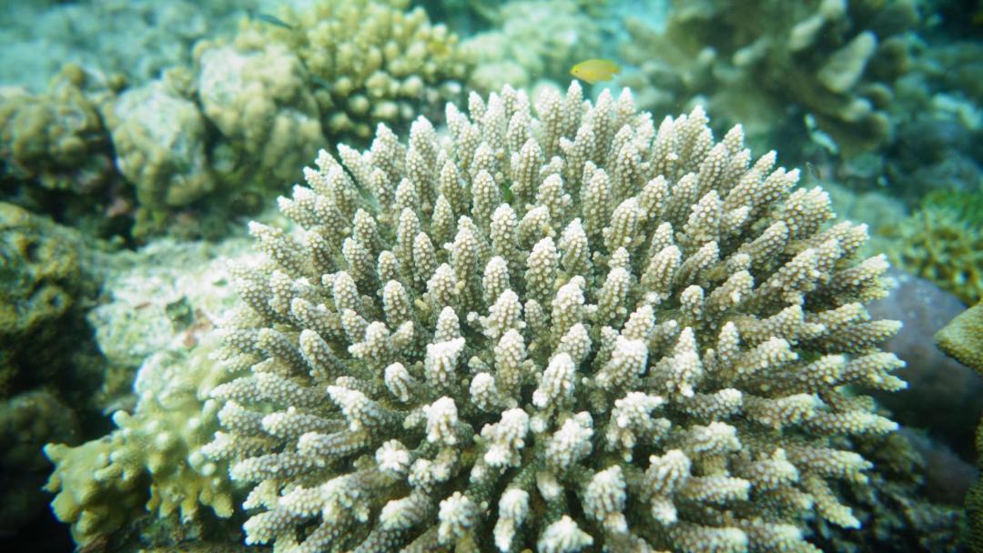 Photo of Others in Raja Ampat