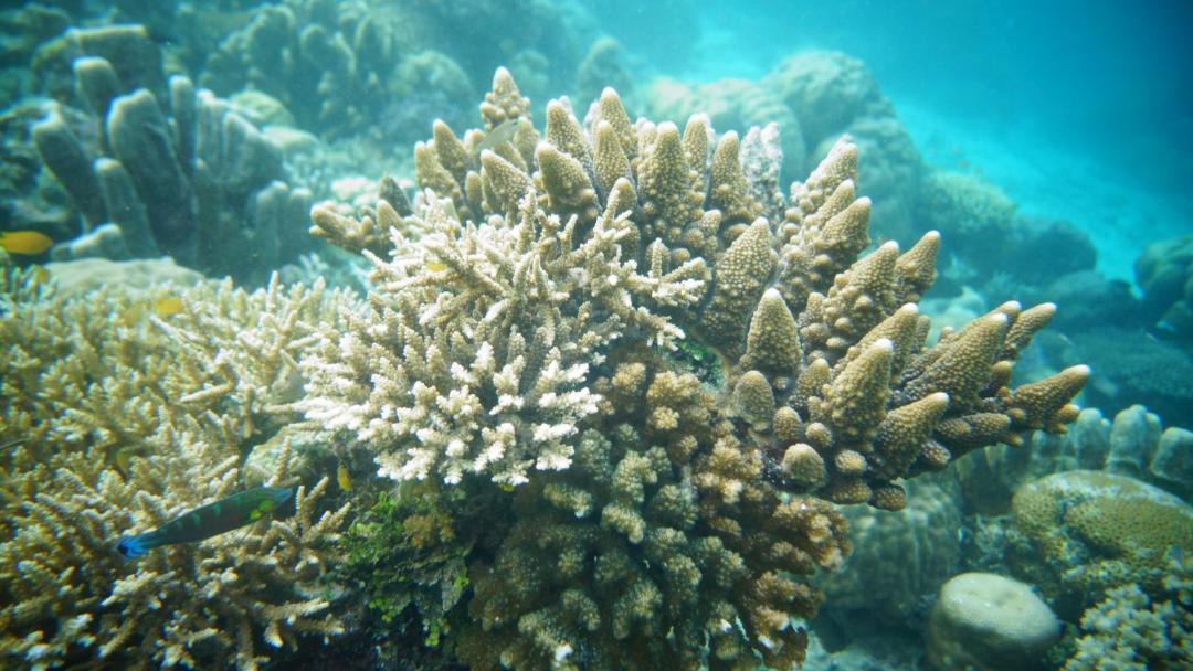 Photo of Others in Raja Ampat