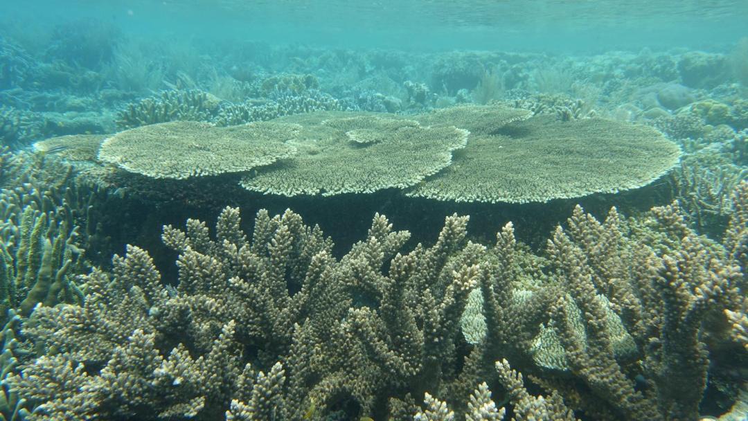 Photo of Others in Raja Ampat