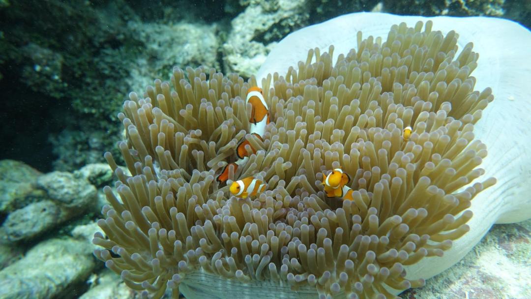 Photo of Others in Raja Ampat
