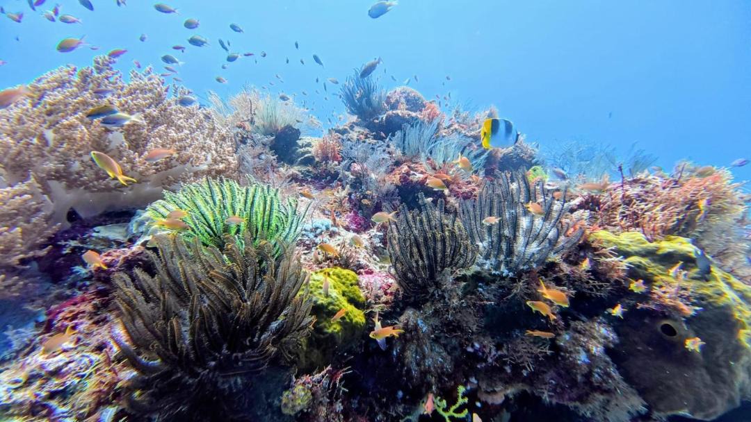 Photo of Others in Pianemo Islands