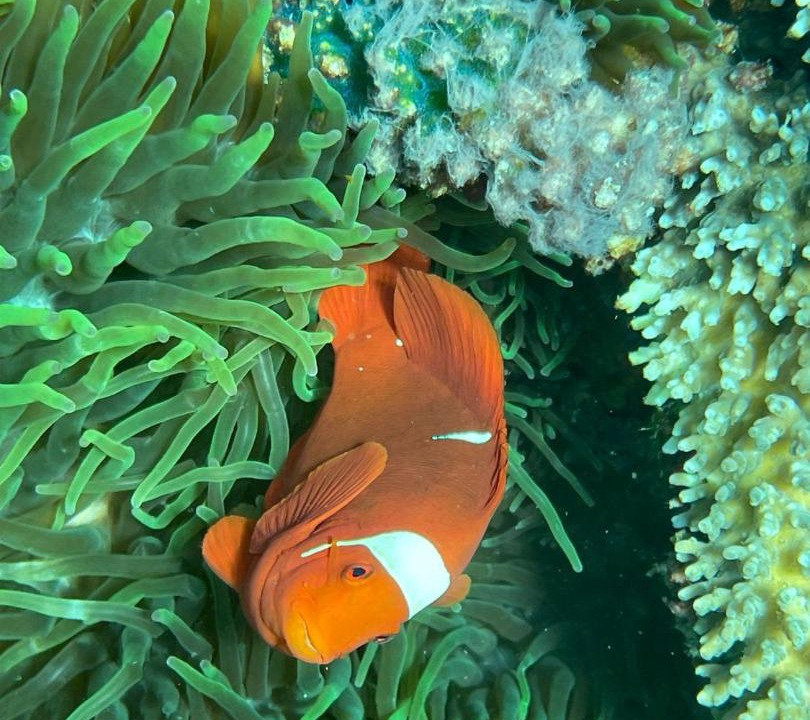 Photo of Others in Pianemo Islands