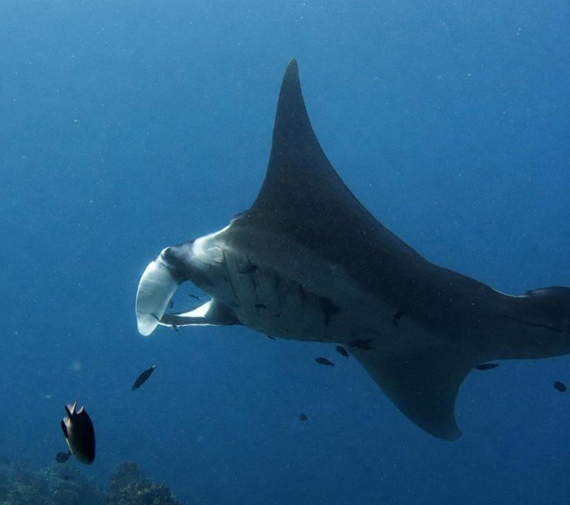 Photo of Others in Pianemo Islands