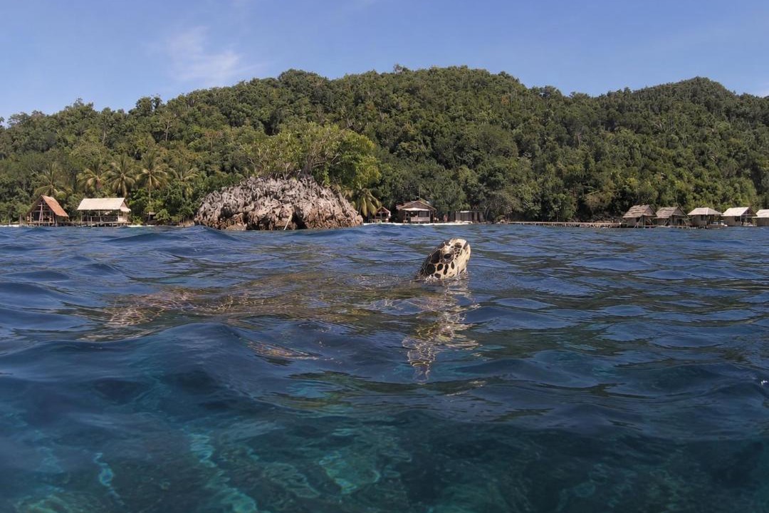 Photo of Others in Pianemo Islands