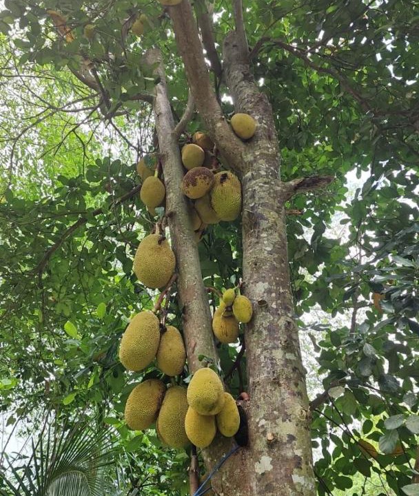 Photo of Others in Singapadu Tengah