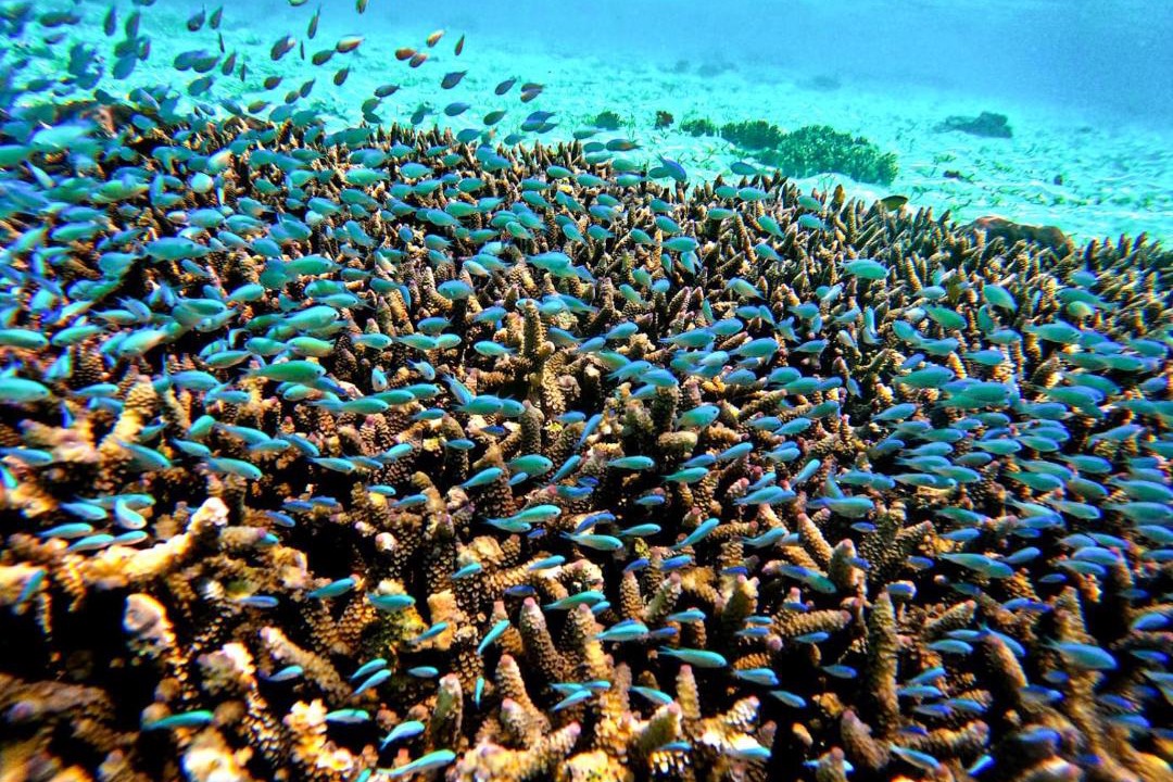 Photo of Others in Pulau Fam