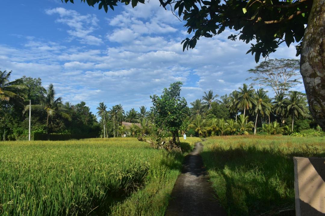 Photo of Others in Ubud