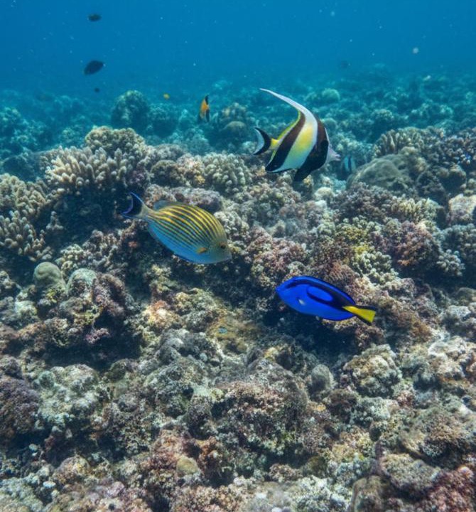 Photo of Others in Mushroom Bay