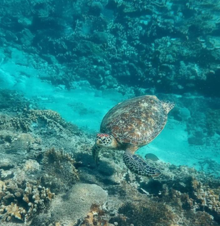 Photo of Others in Mushroom Bay