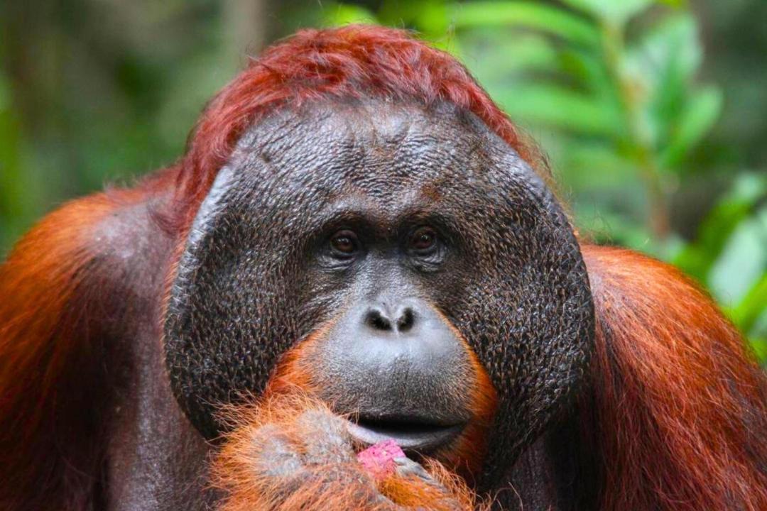 Photo of Others in Kalimantan