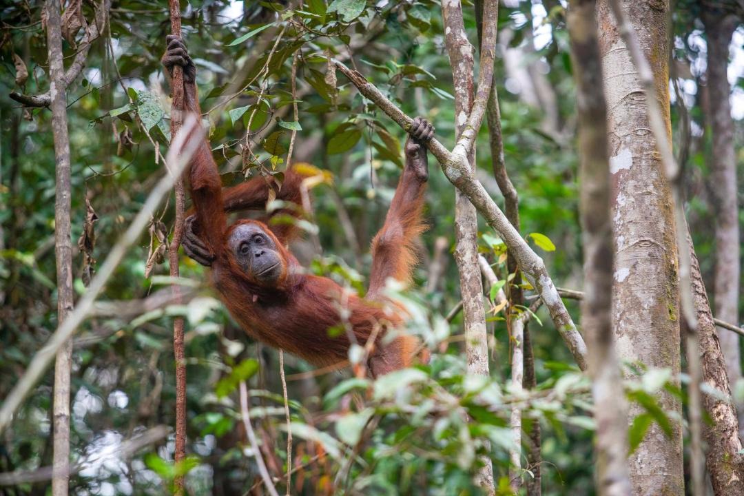 Photo of Others in Kalimantan