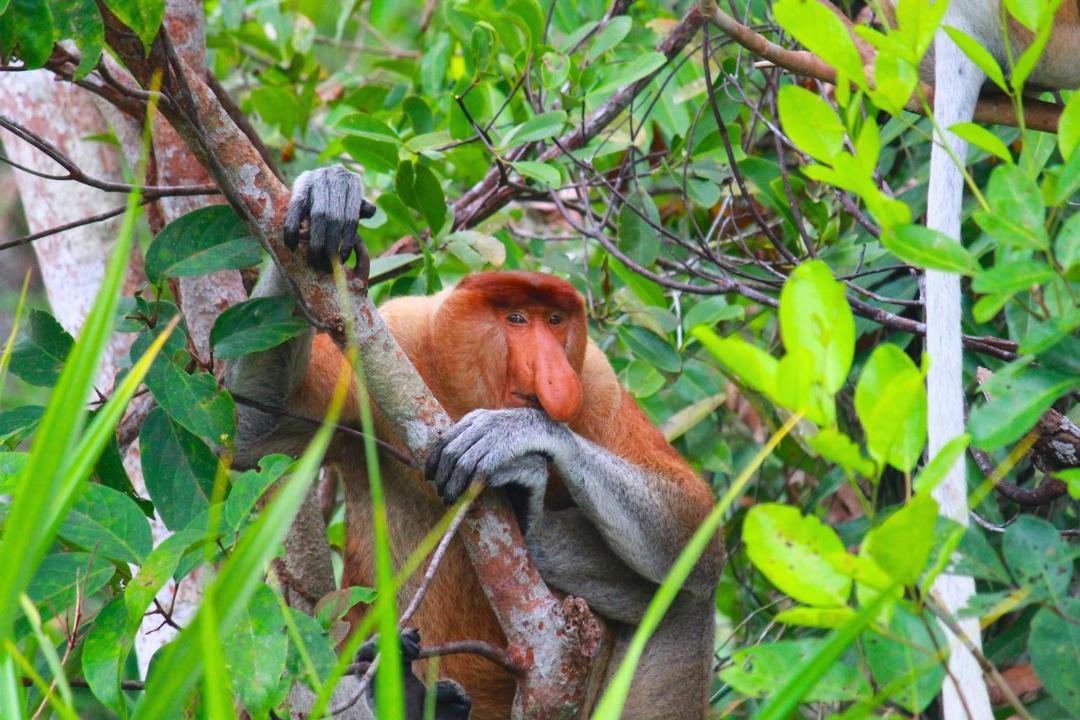 Photo of Others in Kalimantan
