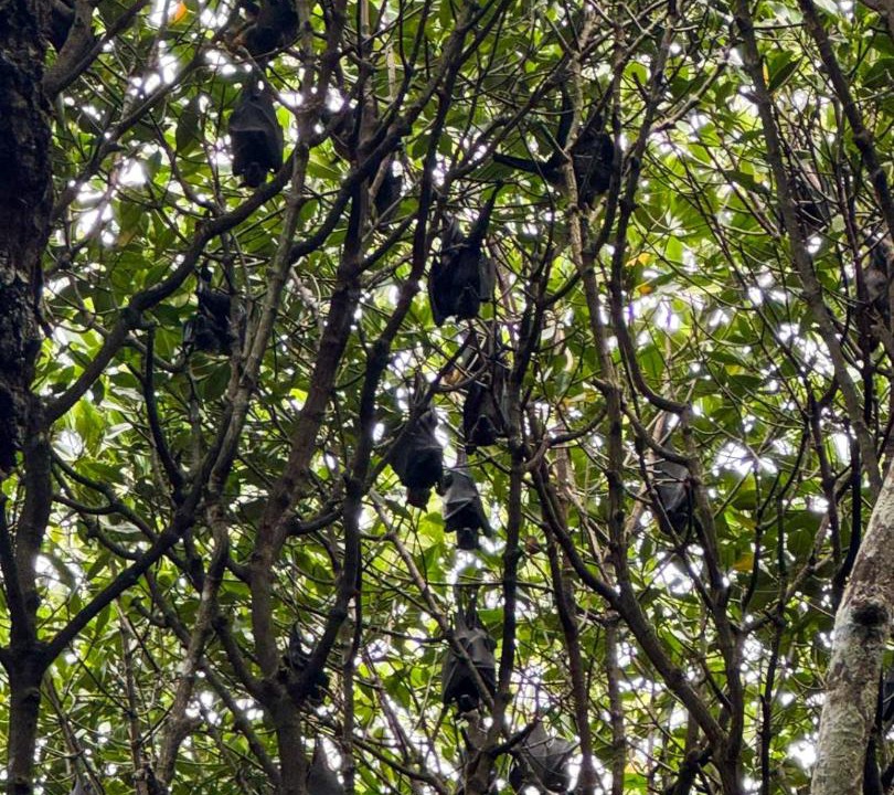 Photo of Others in Raja Ampat