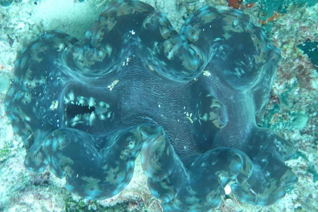 Photo of Others in Manyaifun