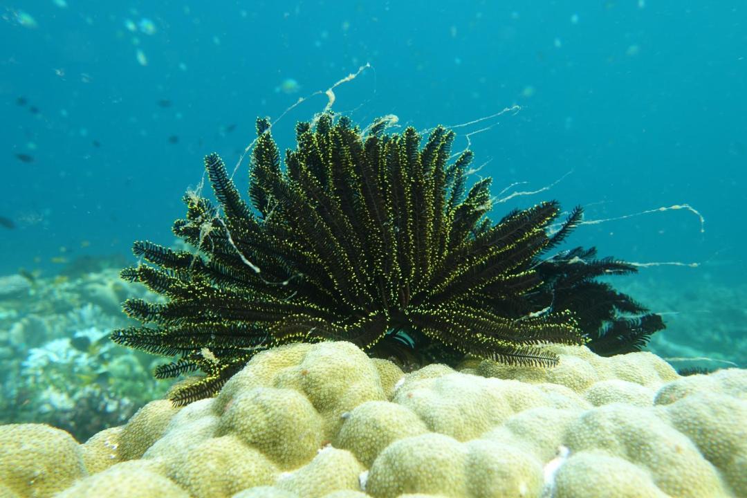 Photo of Others in Manyaifun