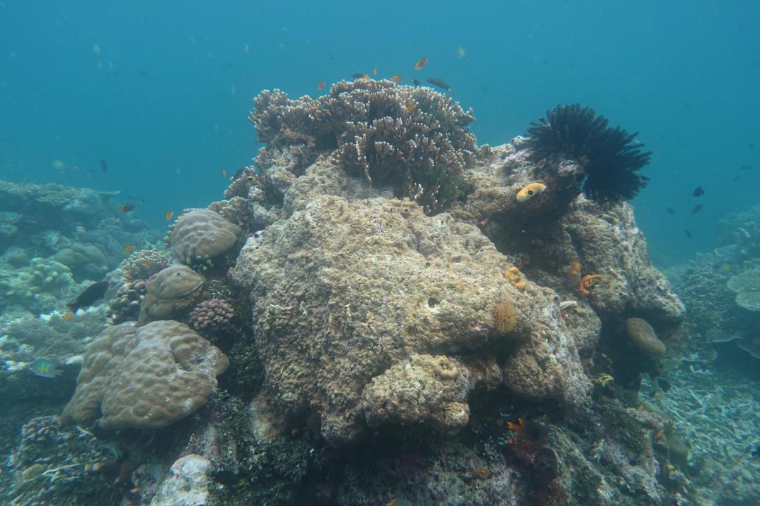 Photo of Others in Manyaifun
