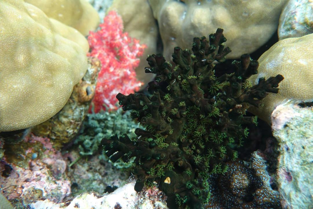 Photo of Others in Manyaifun
