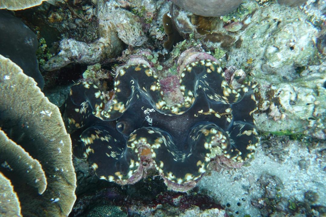 Photo of Others in Manyaifun