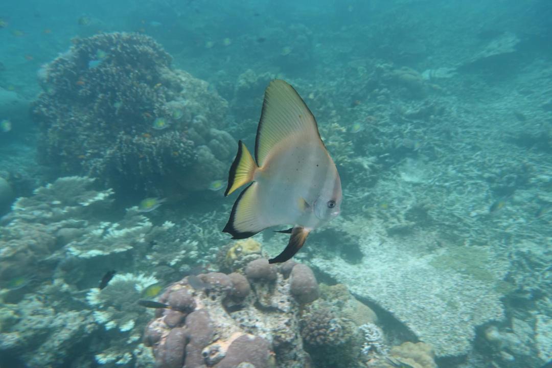Photo of Others in Manyaifun