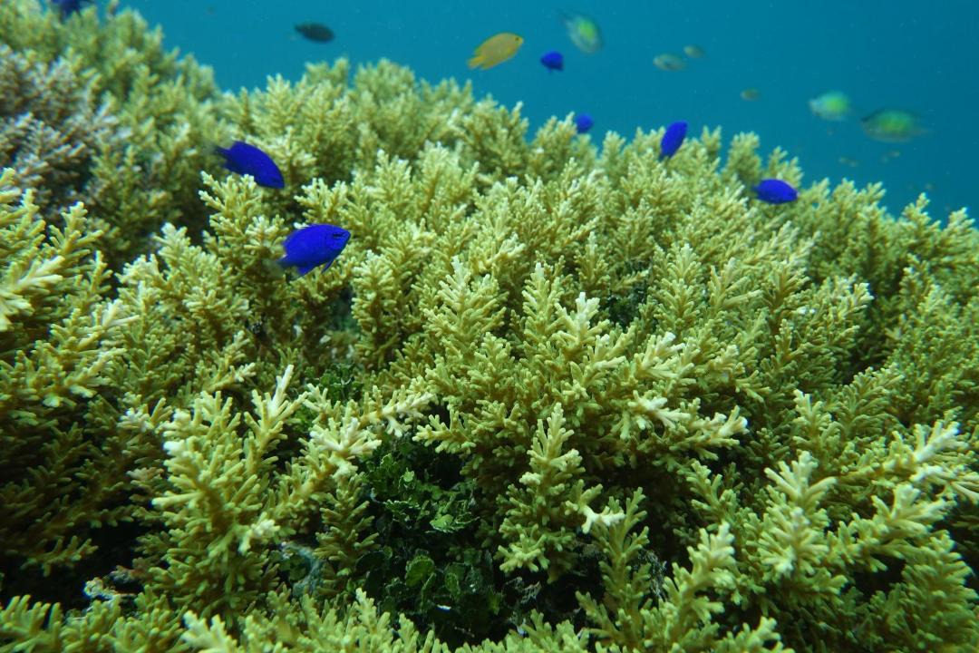 Photo of Others in Manyaifun