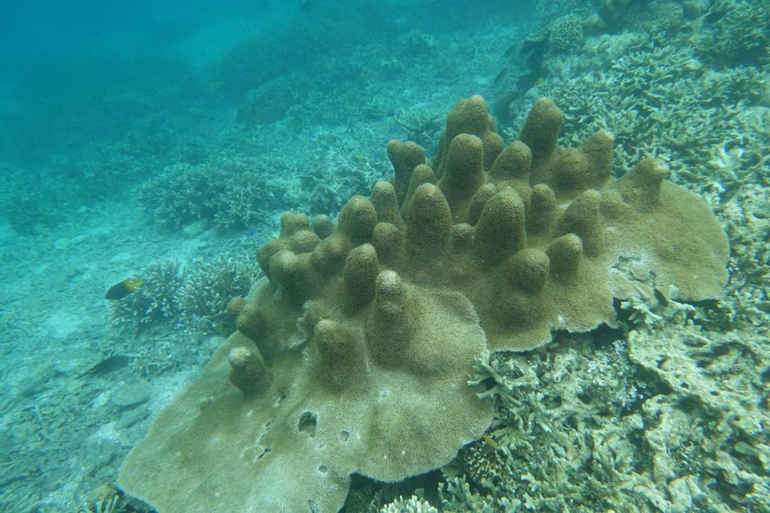 Photo of Others in Manyaifun