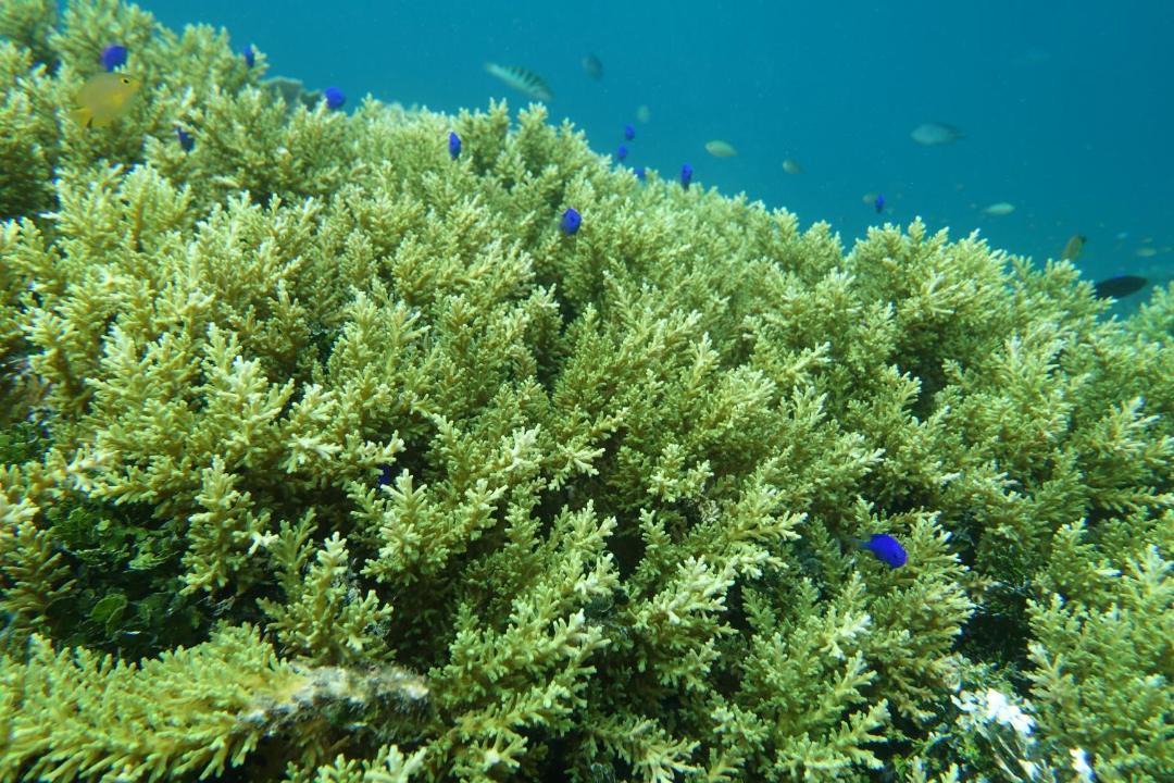 Photo of Others in Manyaifun