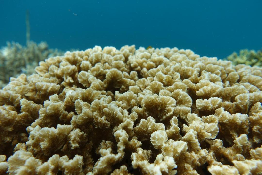 Photo of Others in Manyaifun